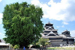 熊本城(3)