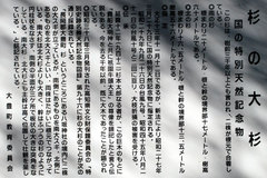 大杉(説明板)