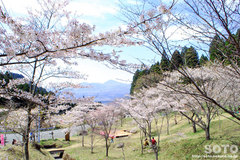 高森千本桜(2)