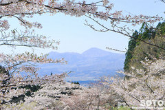 高森千本桜(3)