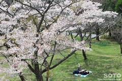 高森千本桜(1)