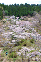 高森千本桜(4)