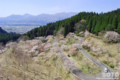 高森千本桜(5)