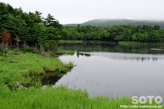 知床五湖 高架木道(一湖)