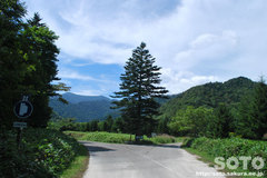 豊似湖(林道2)