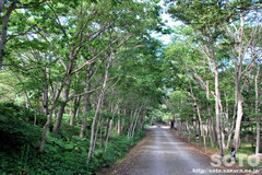 アポイ岳ジオパーク(登山道へ)