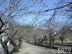 菊池神社参道