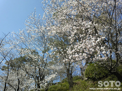 菊池の桜（2013-1）