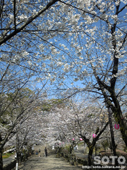 菊池の桜(2013-1)