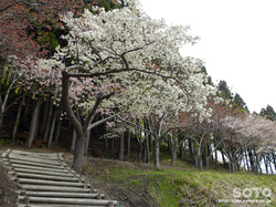 tRōiRj