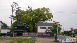 妙蓮寺(1)