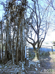 駒留めの桜