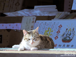 相良寺の猫