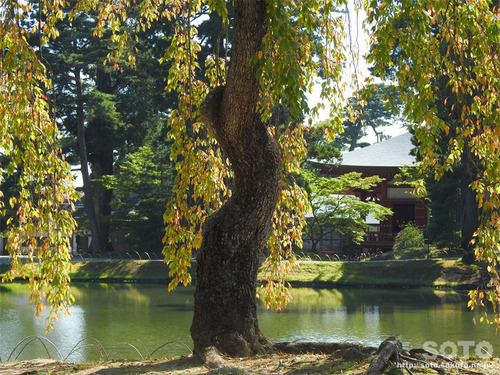 毛越寺(12)