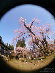 貞鱗寺(枝垂桜/魚眼)