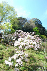 円通寺(しゃくなげ園)