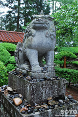 常堅寺(狛犬)