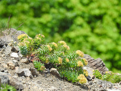 桃岩登山口(イワベンケイ)