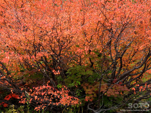 遊々の森(サクラの紅葉)