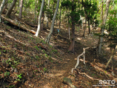 嵩山(登山道01)