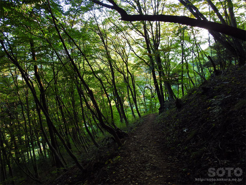 嵩山(登山道16)