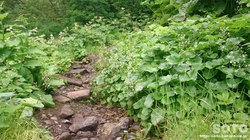 平山登山(16)