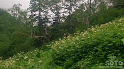 平山登山(15)