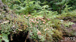 平山登山(19)