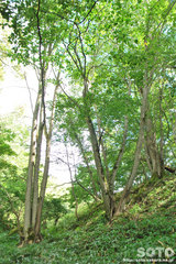 ポンポン山(9)