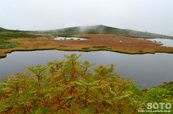 愛山渓沼の平(沼とナナカマド)