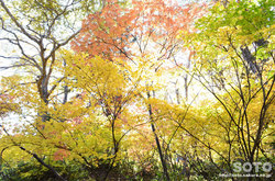 高原温泉沼(紅葉の森林)