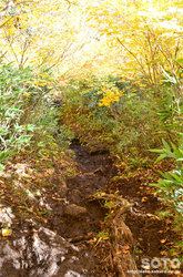高原温泉沼(紅葉のトンネル)