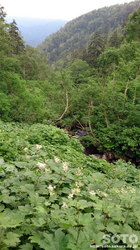平山登山(25)