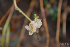 秋の黒岳登山(花殻)