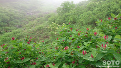 平山登山(チシマヒョウタンボク)