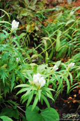 エゾオヤマリンドウ（白花）