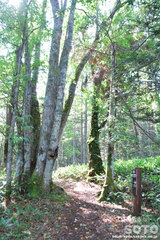 白湯山自然観察路(2)