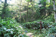 白湯山自然観察路(3)