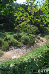 白湯山自然観察路(7)