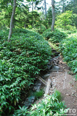 白湯山自然観察路(10)