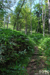 白湯山自然観察路(17)