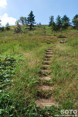 白湯山自然観察路(19)