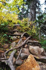 沼の平(登山道6)