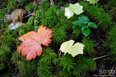 沼の平(苔と落ち葉)