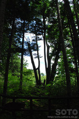 敏音知岳登山(千本シナ)