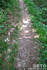 敏音知岳登山(大量の毛と骨)
