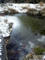 池に薄氷