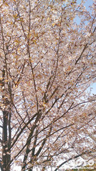山小屋の桜