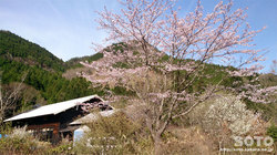 山小屋の桜2016