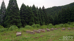 201606山小屋(養蜂)